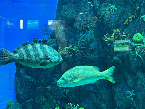 Biomuseo-巴拿马城必去景点