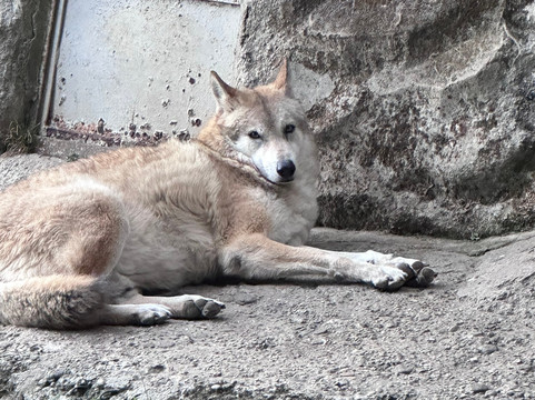 Padmaja Naidu Himalayan Zoological Park-大吉岭必去景点