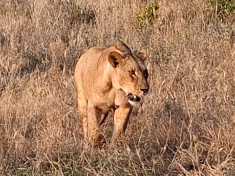 Lumo Community Wildlife Conservancy-Mwatate必去景点