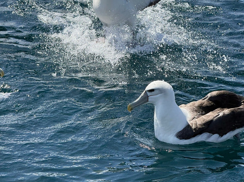 Shark Experience-布拉夫必去景点