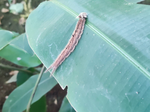 Butterfly Farm Vida de Colores-圣拉蒙必去景点