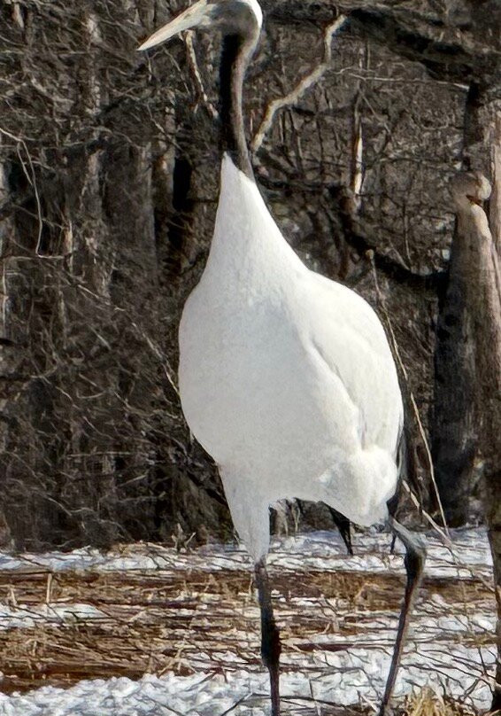 Tsurui Ito Red-crowned Crane Sanctuary-鹤居村必去景点