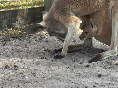 Animal Edventure Park-博因顿海滩必去景点