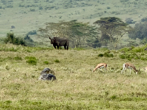 Serengeti Silence - A Tour Operator-阿鲁沙必去景点