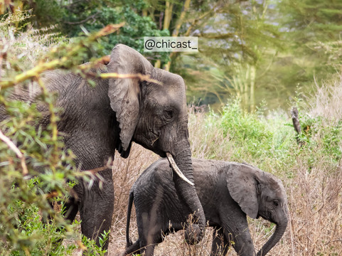 African Scenic Safaris-莫西必去景点
