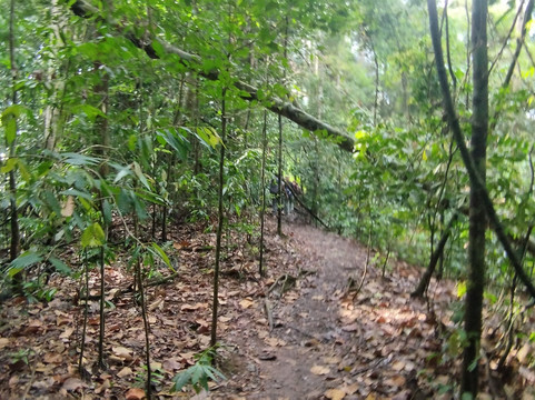 Sumatra Tour & Travel Bukit Lawang-武吉拉旺必去景点