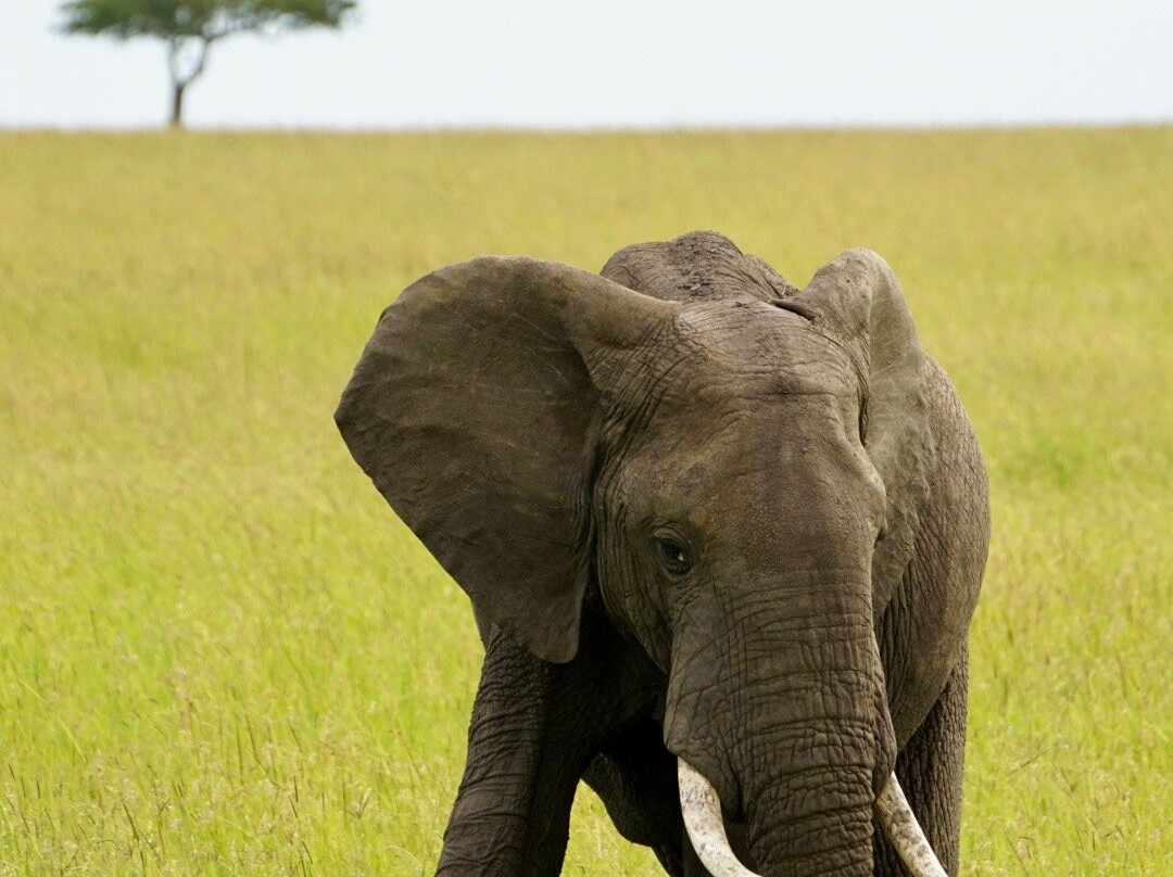 Odyssey Safaris-南由基必去景点