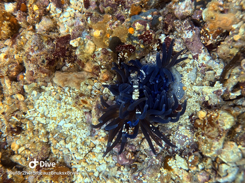 Mbi Divecenter-妈妈拍丝瓜岛必去景点