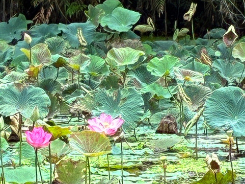 Can Tho Touring with Susan-芹苴必去景点