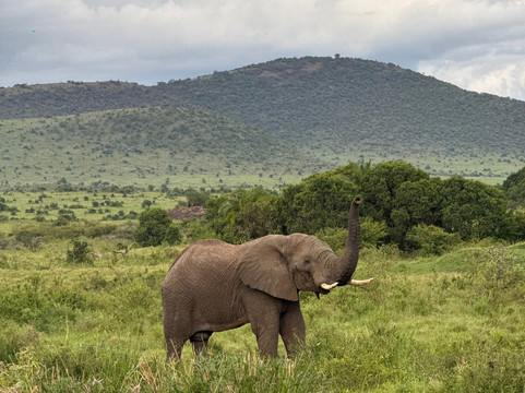 African Savannah Holidays-内罗毕必去景点