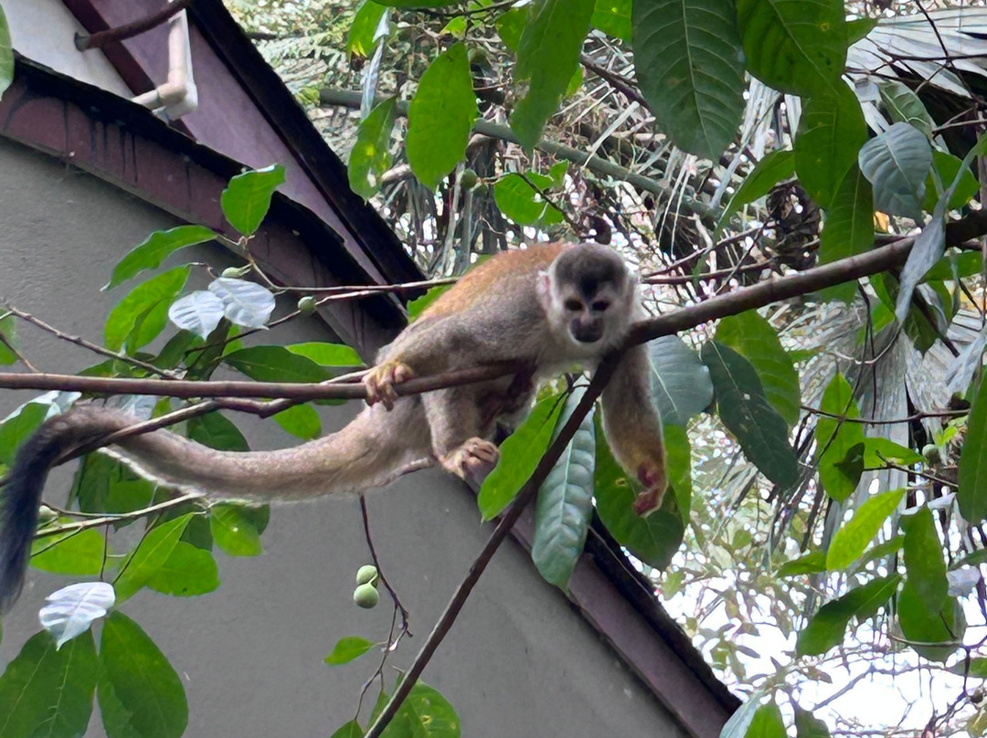 Pumilio 山及海洋酒店主图