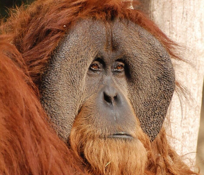 Sumatra Orangutan Tours-武吉拉旺必去景点