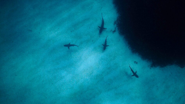 Ningaloo Reef Dive & Snorkel-珊瑚湾必去景点