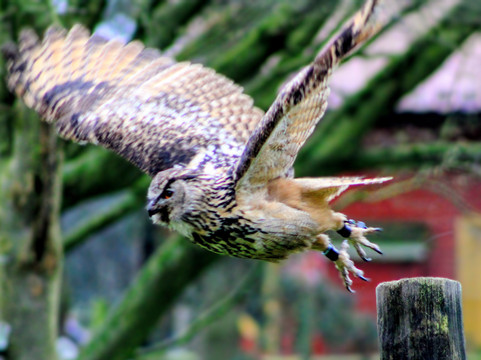 Mercer Falconry Raptor Park-Farnsfield必去景点