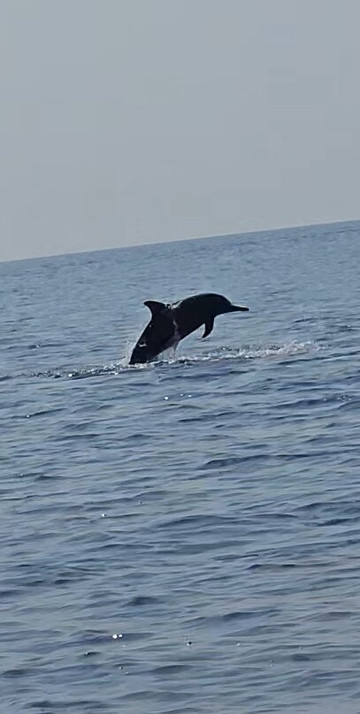 ScubaCaribe-达哈阿鲁环礁必去景点