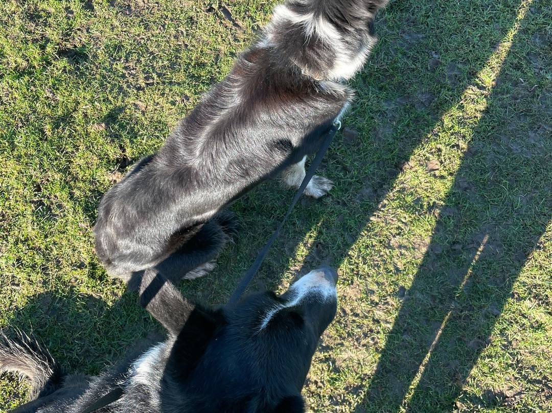 Nij Vyas Sheepdog Experience-East Norton必去景点