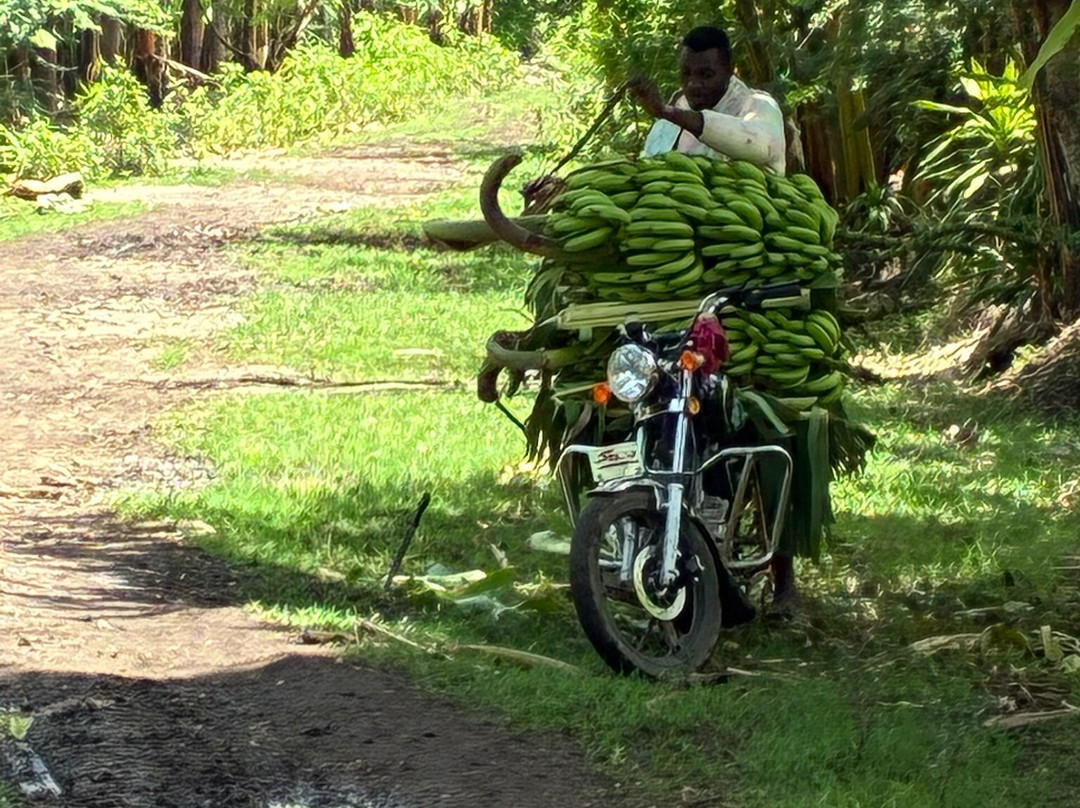 Bright Tanzania - Private climbing & Safari tours-莫西必去景点