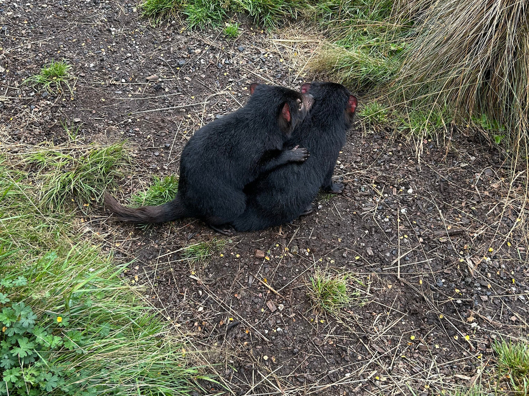 袋獾摇篮山-Cradle Mountain必去景点