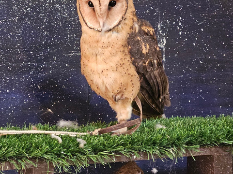 Raptor Refuge-Kettering必去景点