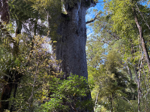 怀波亚旅馆主图