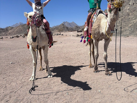 Scorpion Safari-赫尔格达必去景点