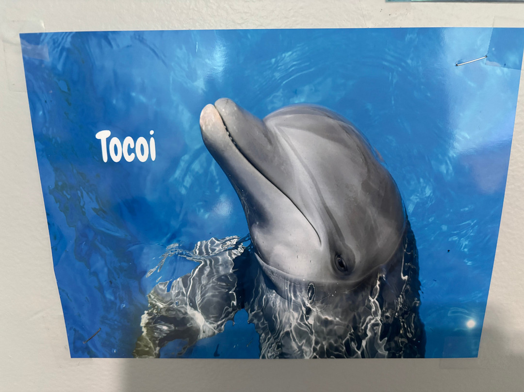 Marineland Dolphin Adventure-Marineland必去景点