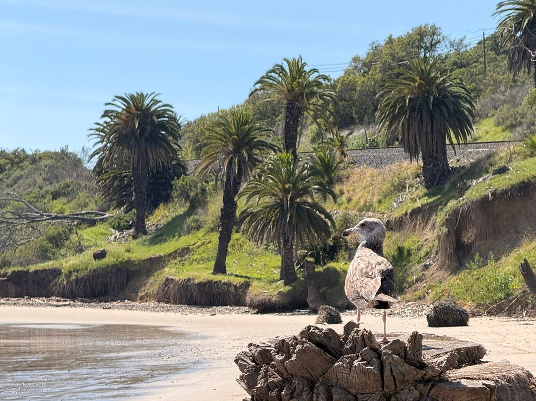 Refugio State Beach-戈利塔必去景点