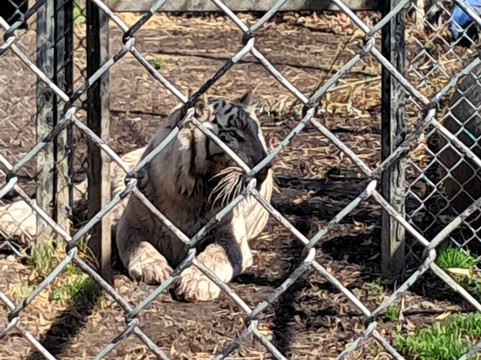 Animal Park NC-伯灵顿必去景点