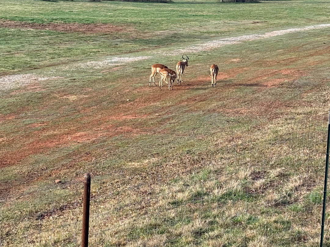 Wild Georgia Safari Park-Metter必去景点
