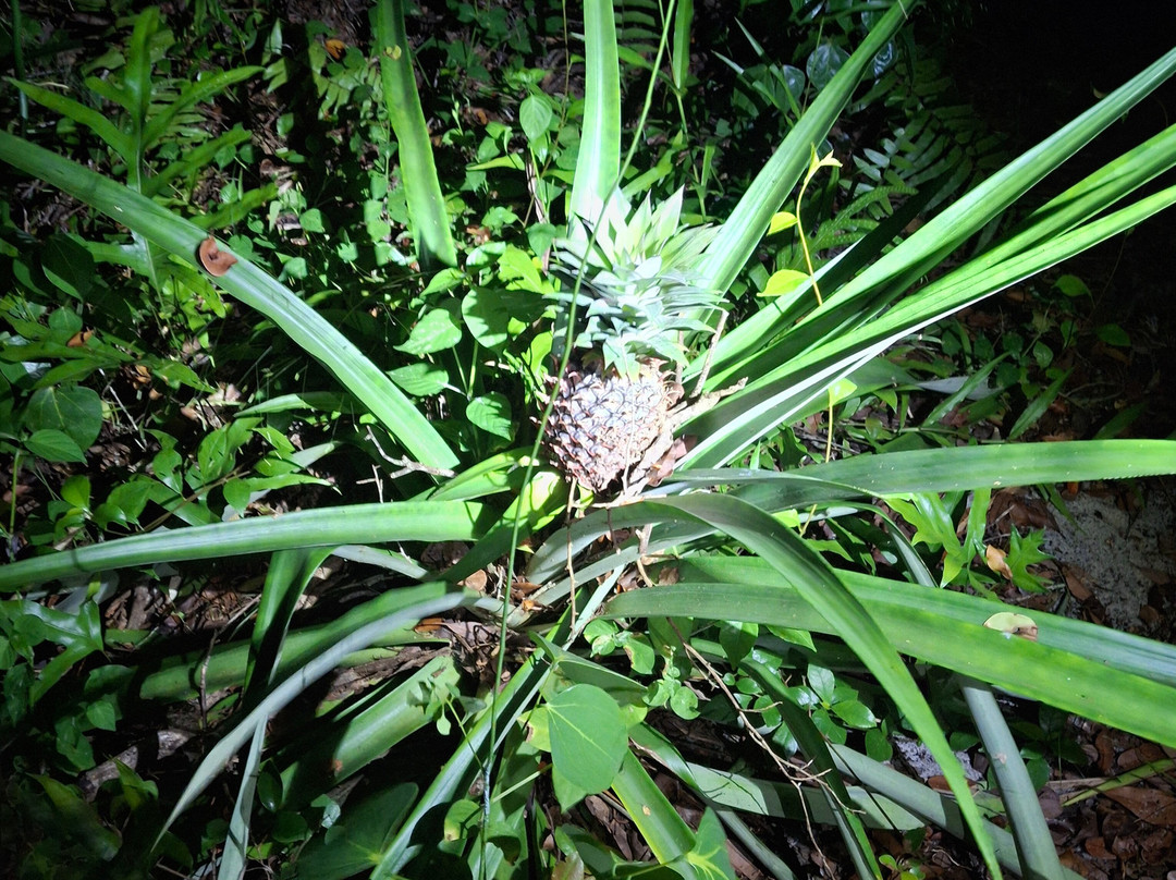 FANILO TOURS-Toamasina (Tamatave)必去景点