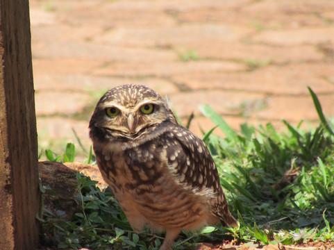 Jardim Botânico de Brasília-巴西利亚必去景点