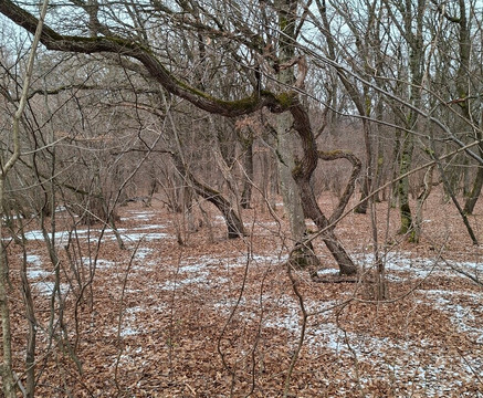 Hoia Baciu Forest-克卢日-纳波卡必去景点