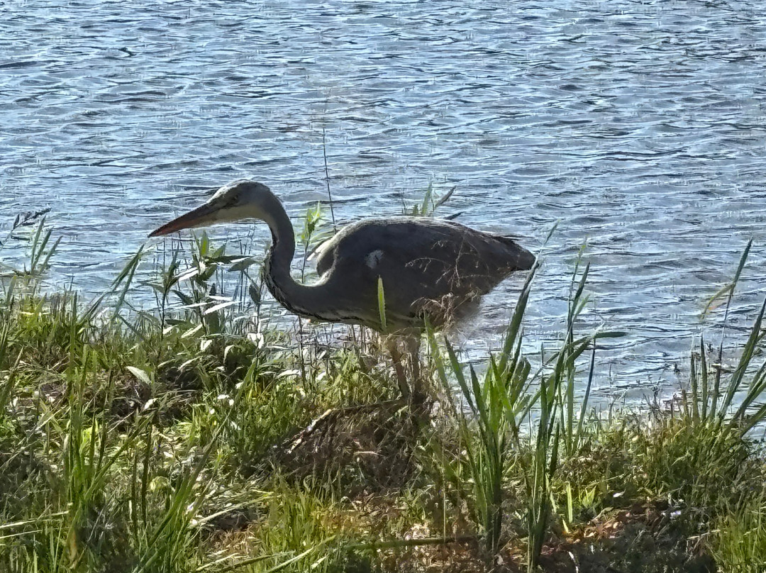 金鳞湖-由布市必去景点