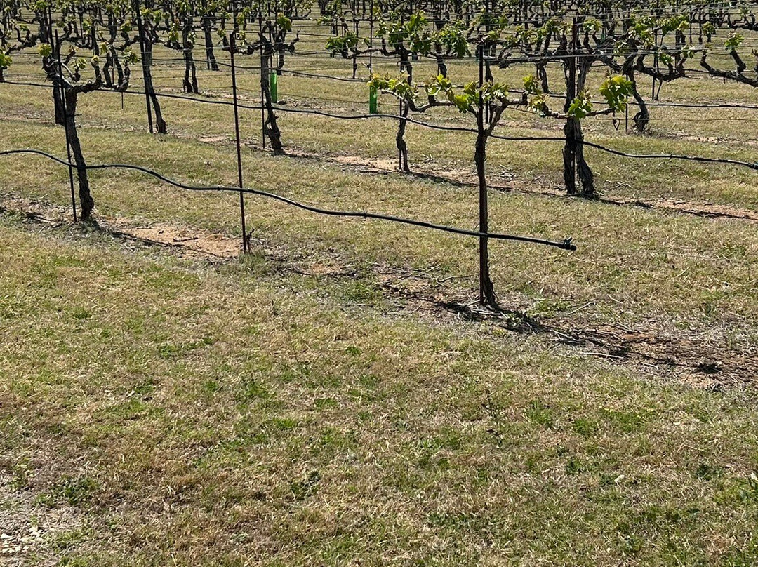 Grape Creek Vineyards Fredericksburg-弗雷德里克斯堡必去景点