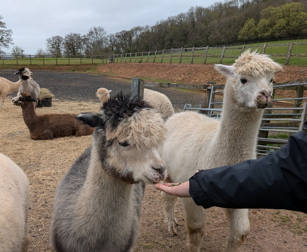 Stoke Wood Alpacas-汤顿必去景点