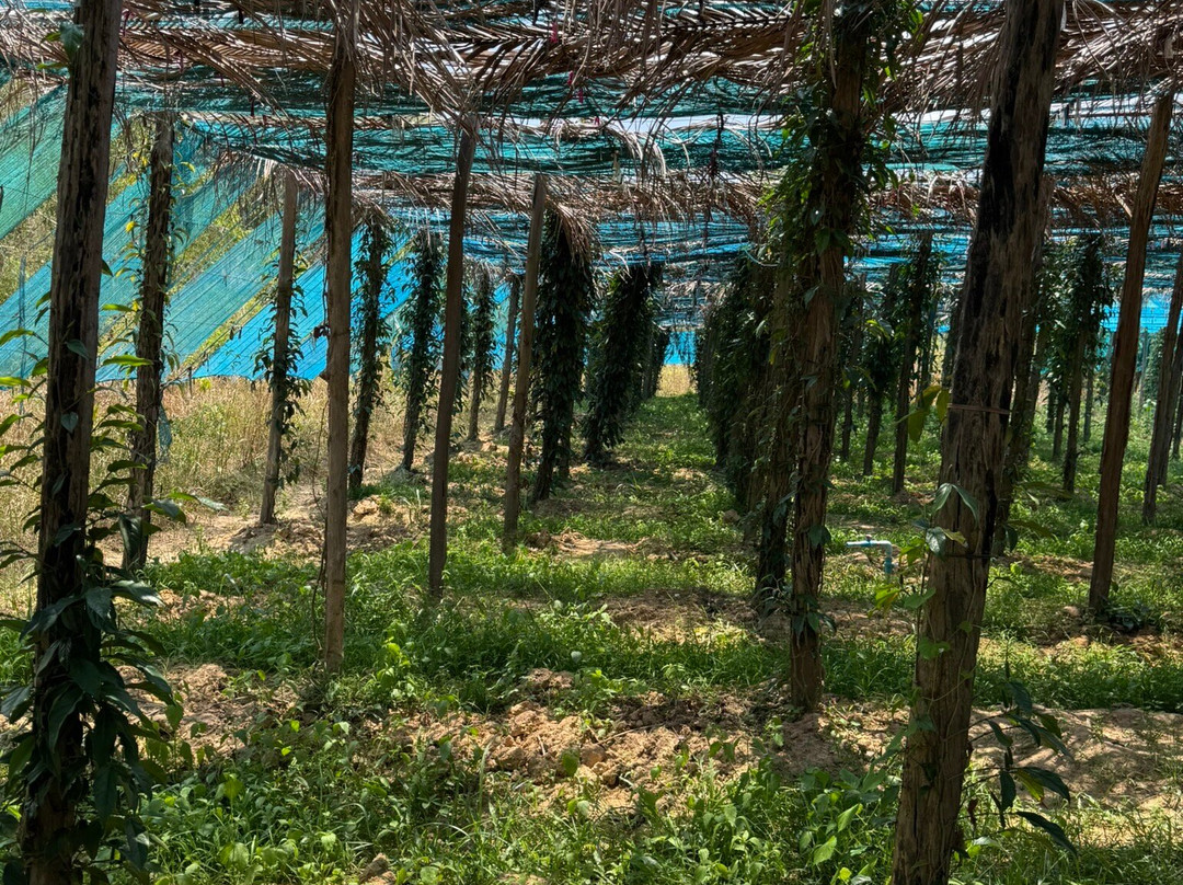 BoTree Farm-贡布必去景点