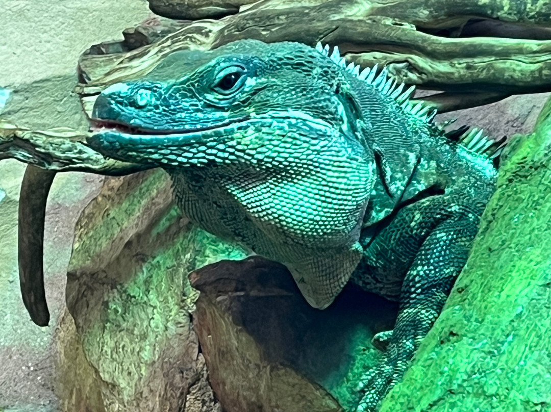 Alligator Bay-波伏娃必去景点