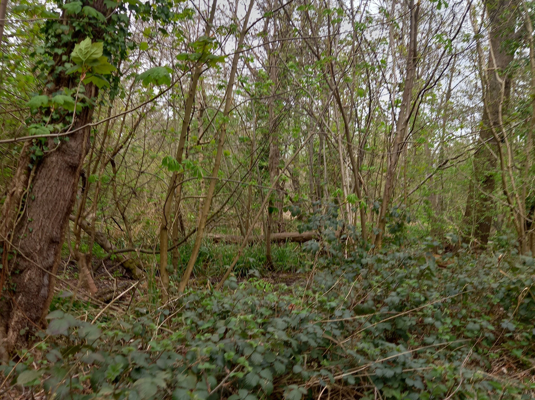 Cassiobury Park-沃特福德必去景点