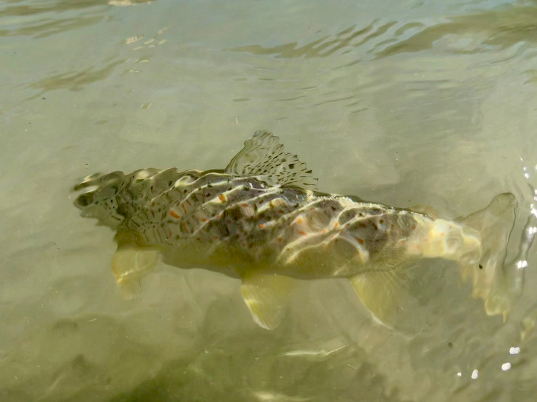 Riviera fly-fishing-Roquefort les Pins必去景点