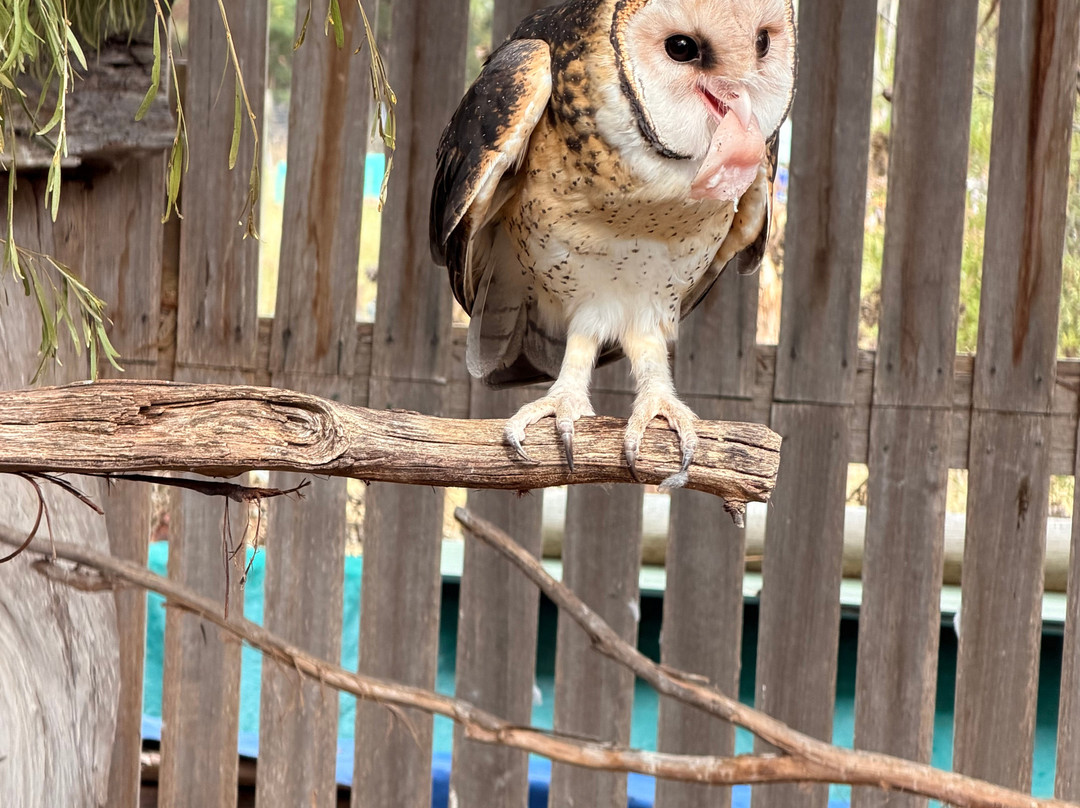 Raptor Refuge-Kettering必去景点