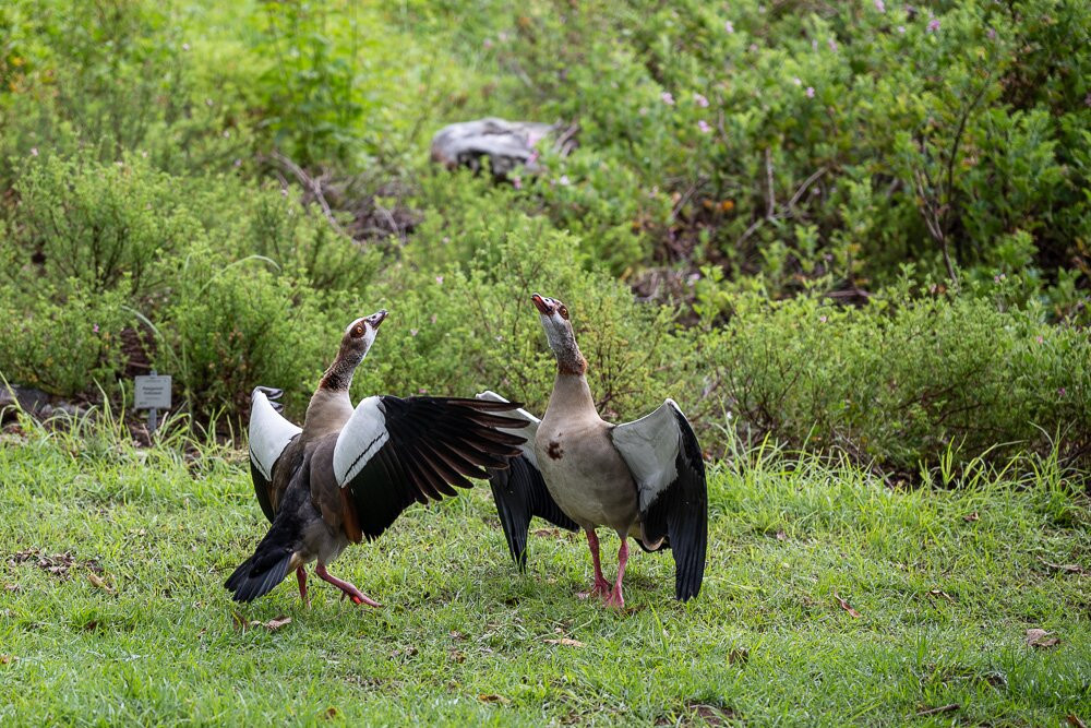 Go Safari-约翰内斯堡必去景点