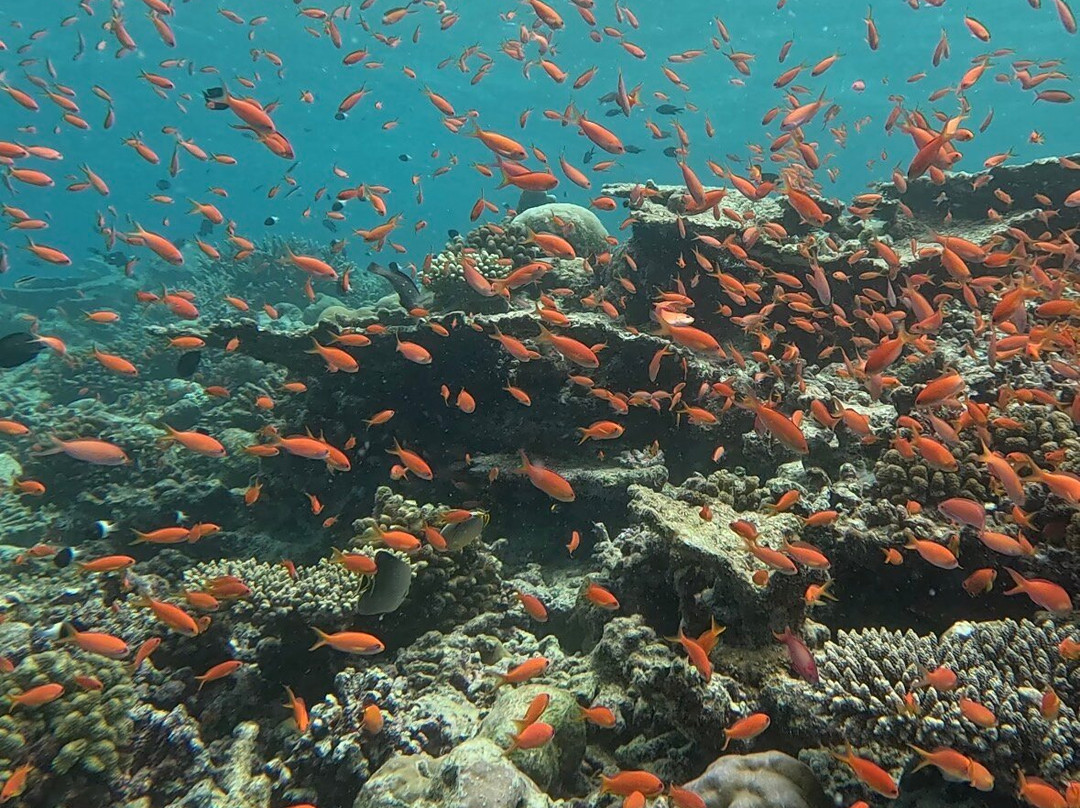Diving Bluetribe Moofushi-南阿里环礁必去景点