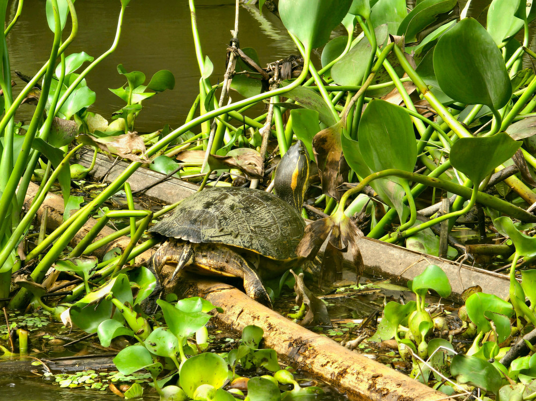 Kokopelli Wildlife Tours-Sierpe必去景点
