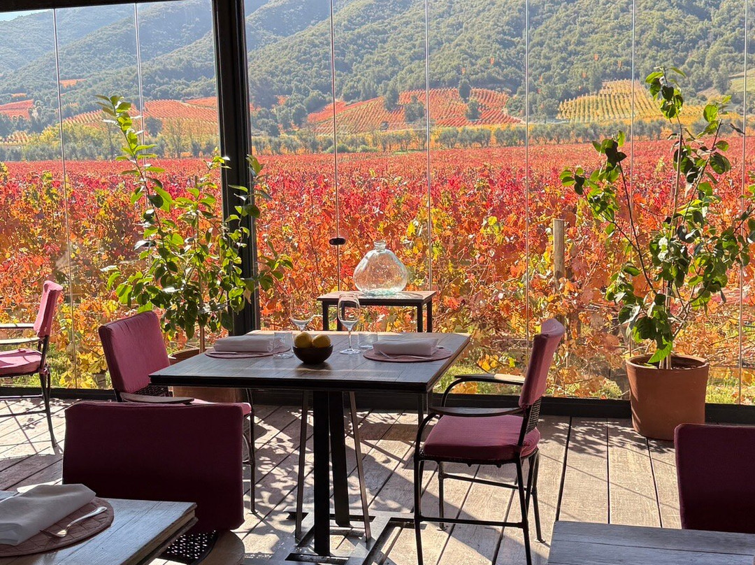 Colchagua Wine Tours-圣克鲁斯必去景点