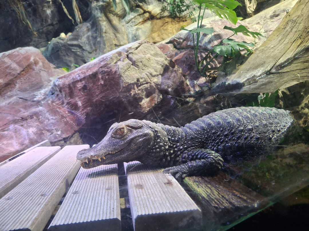 热那亚水族馆-热那亚必去景点