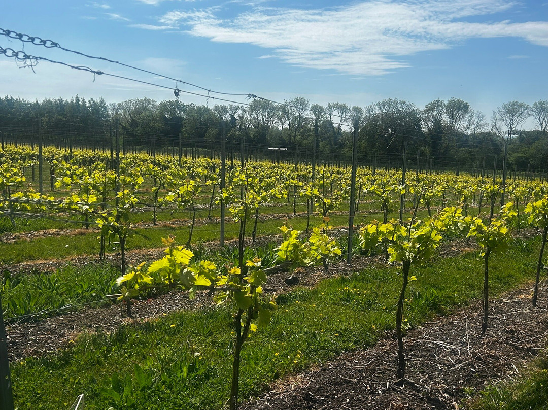 Westwell Wine Estate-Charing必去景点