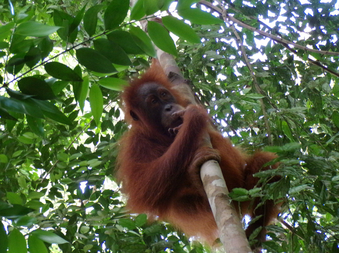 Sumatra Orangutan Tour-棉兰必去景点