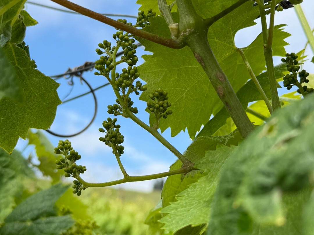 Fattoria La Tancia - LA TANCIA WINERY-佩萨河谷塔瓦内莱必去景点