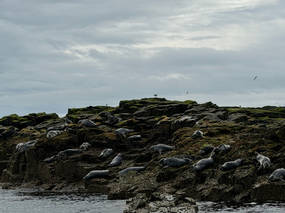 Serenity Farne Island Boat Tours-Seahouses必去景点