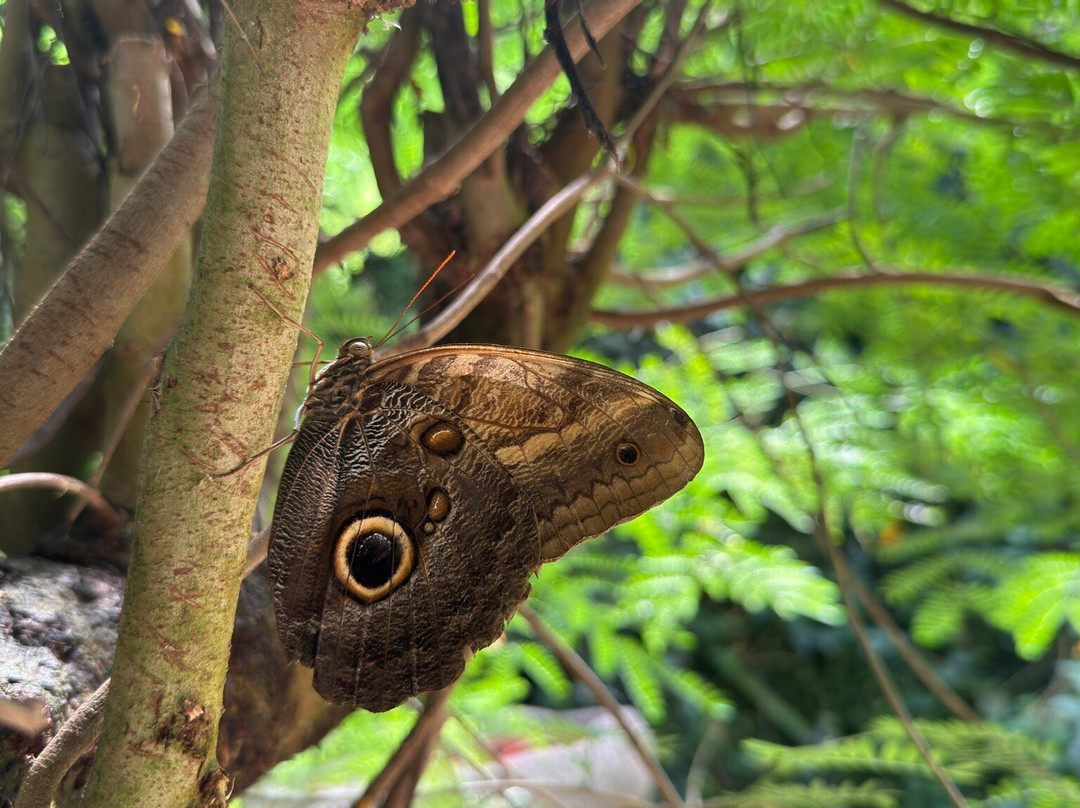 Butterfly Park-Castello d'Empuries必去景点